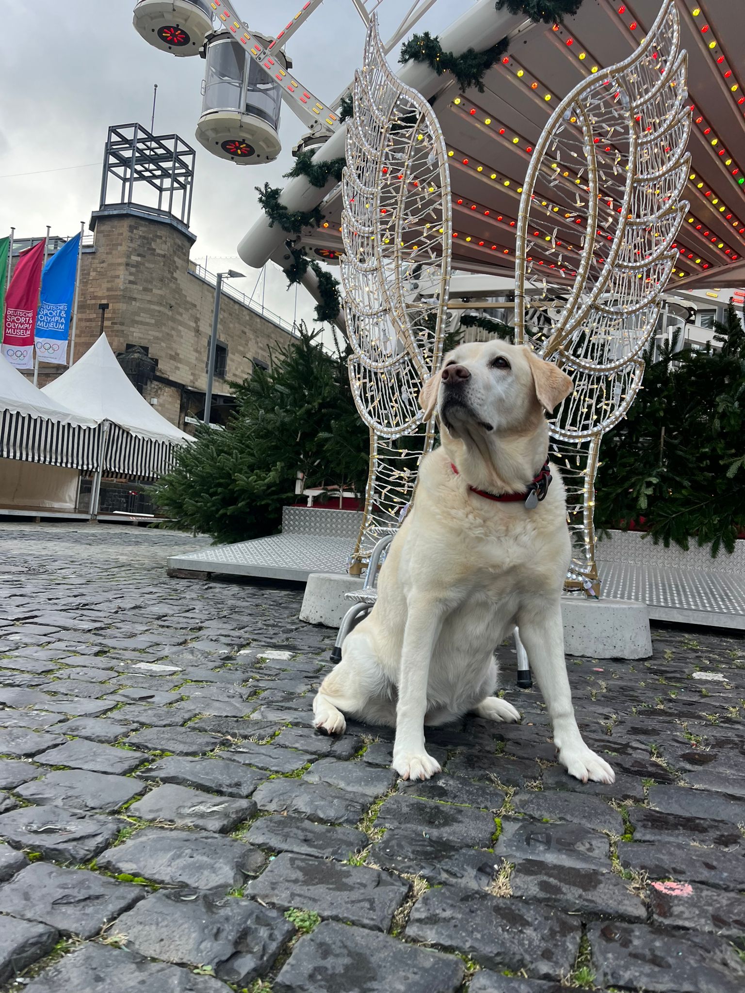 PHOTO-2023-11-20-12-06-39